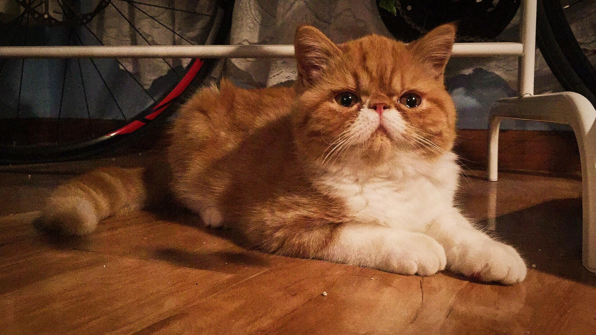 大脸猫(加菲猫)的智商比其他猫的要高吗? - 知乎