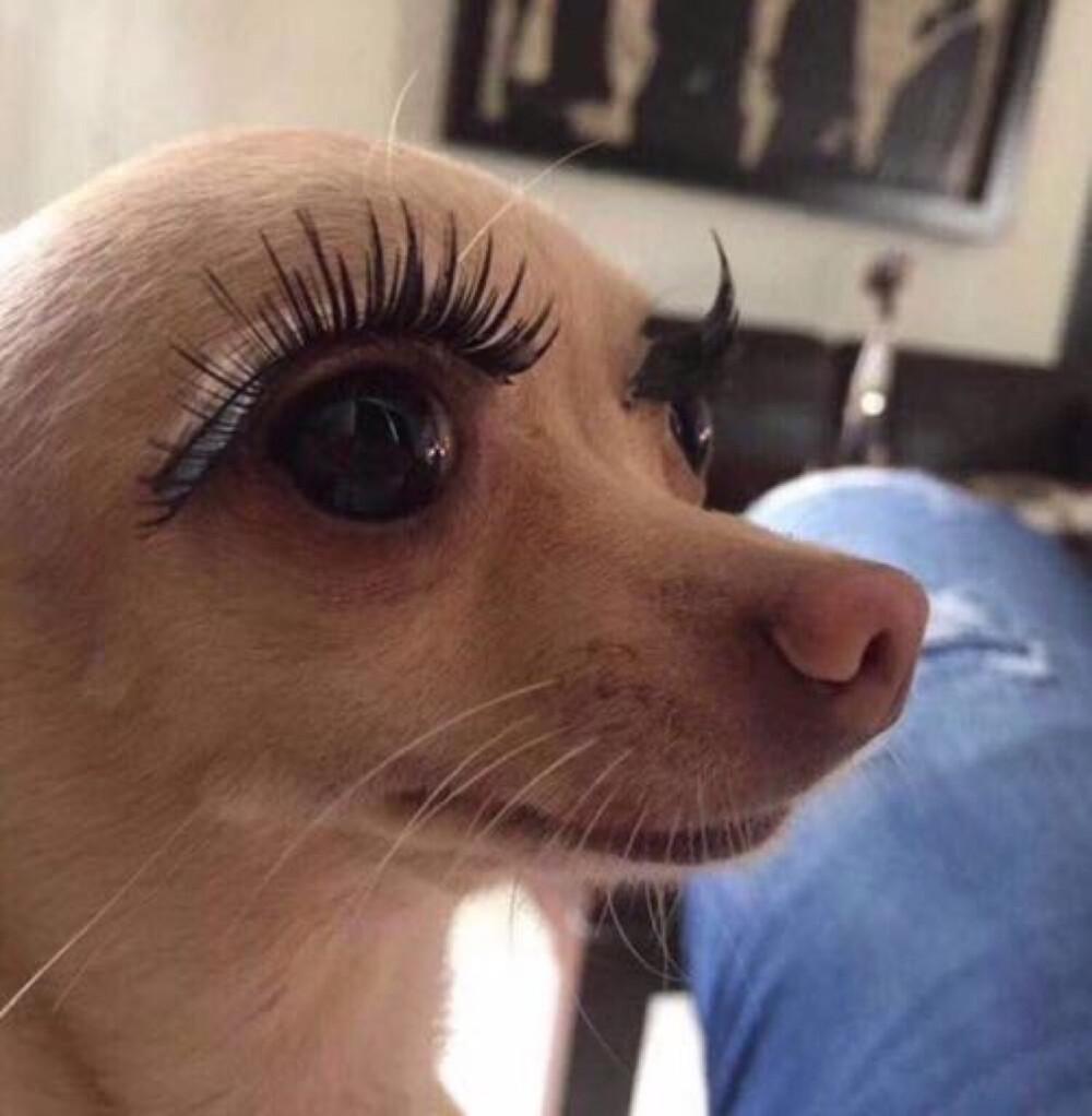 有没有沙雕的动物头像