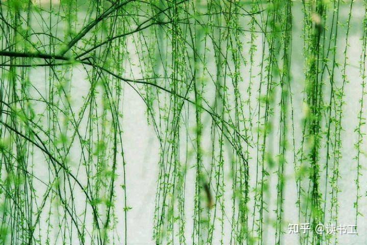 春回人间,绿柳如烟,八首杨柳诗歌欣赏 - 知乎
