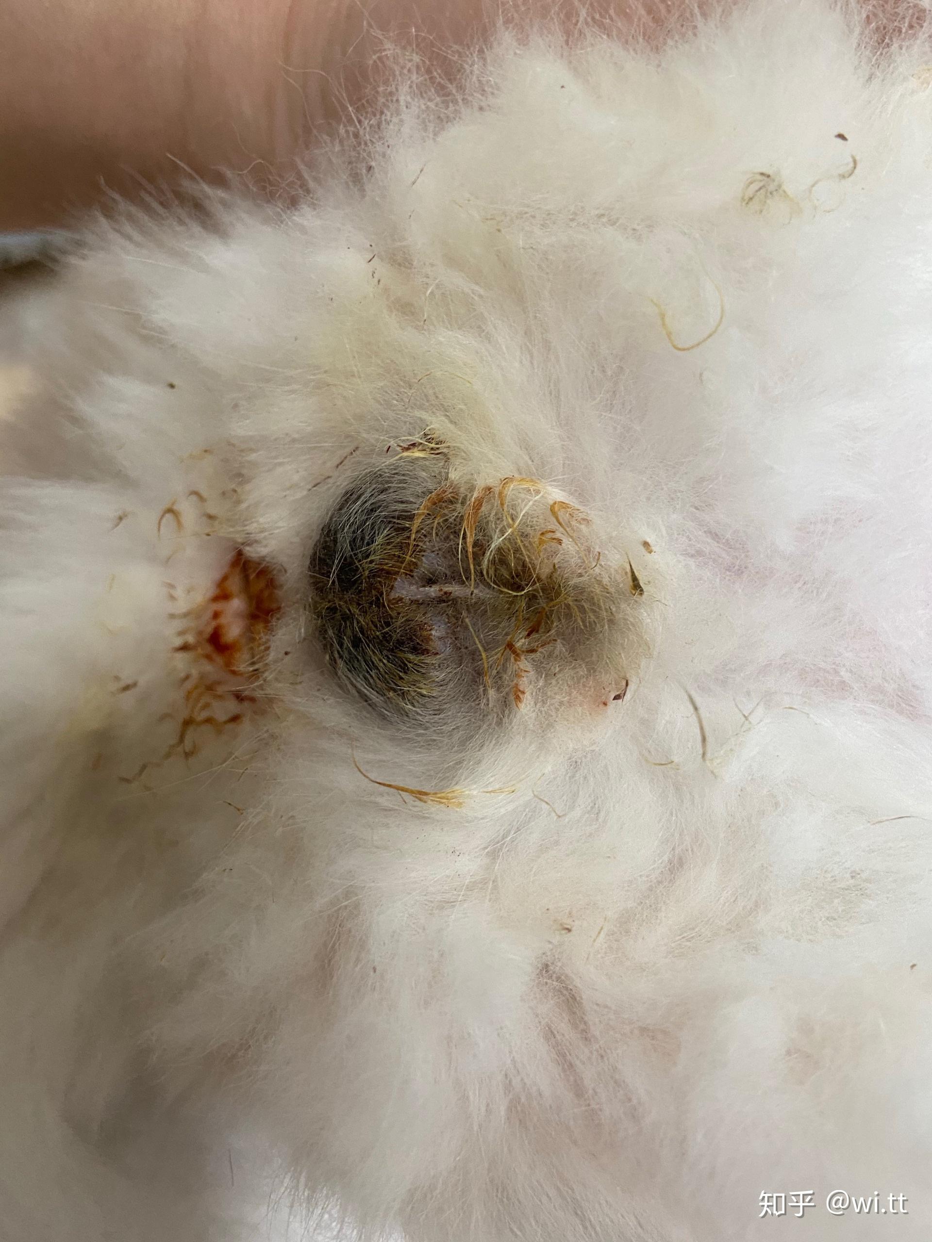 求公猫绝育后蛋蛋的图片? - 知乎
