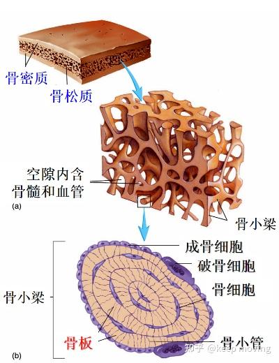 骨组织结构、骨折愈合过程及鼠兔骨折模型 - 知乎