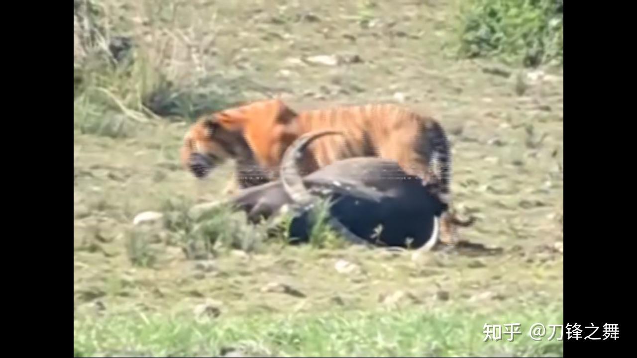 剑齿虎打得过狮子老虎吗?(剑齿虎与狮子体型对比)