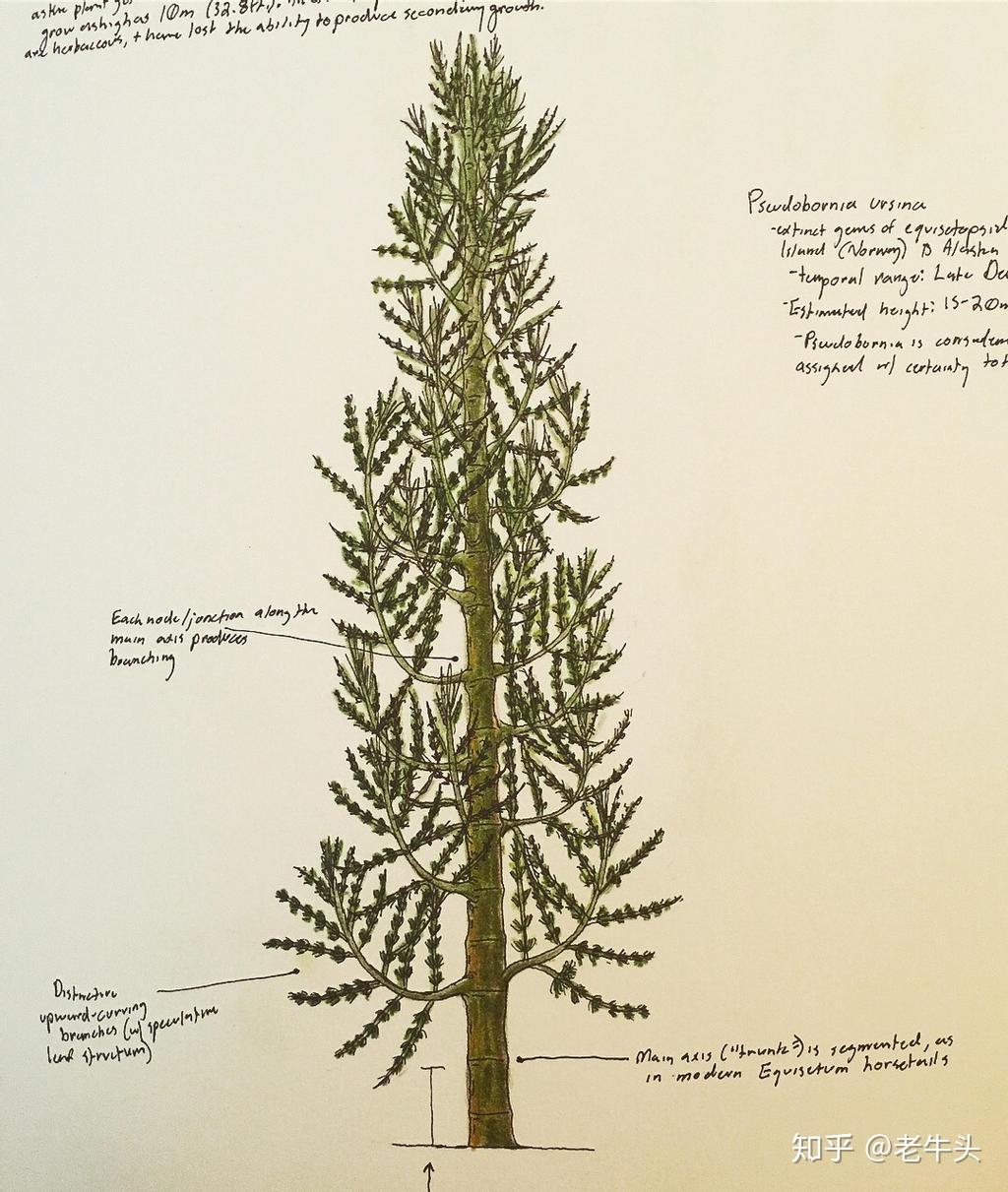 植物是怎么分类的? - 知乎