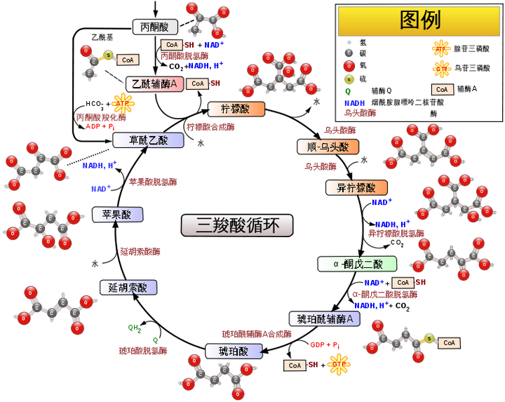 有机酸代谢组学研究摘要2张漫画+一张导图绝妙诠释 - 知乎