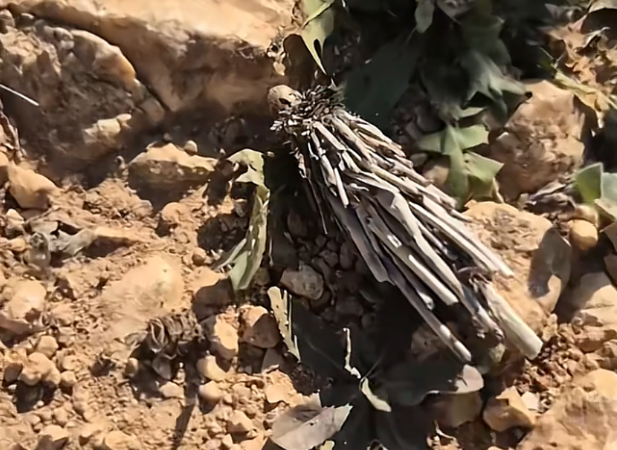 男子发现诡异小虫,身体像树枝,头能缩起来?老百姓称其为“吊死鬼”,网友:30年没见了! - 知乎