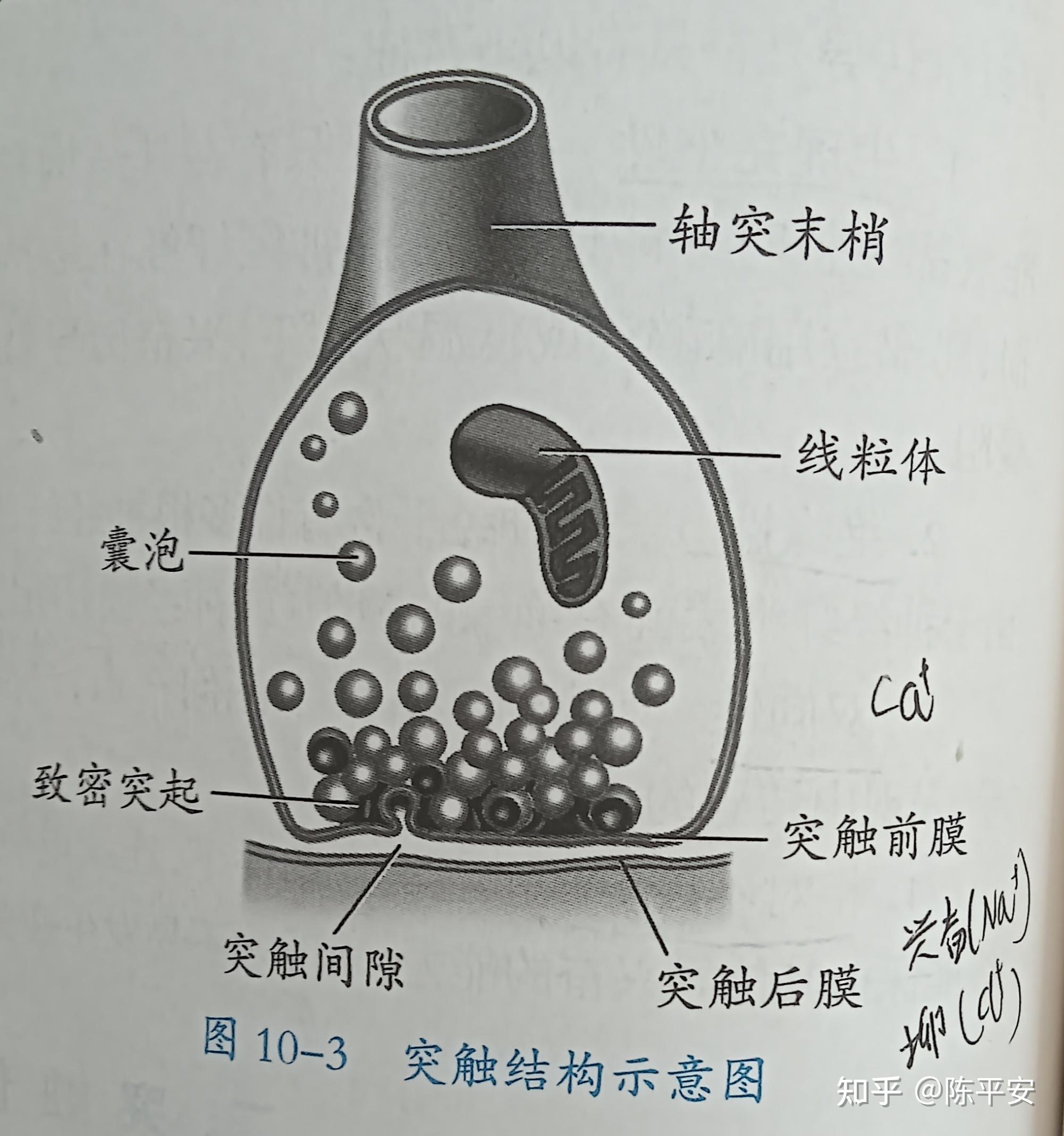 突触小体的结构示意图图片