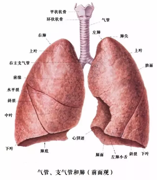 肺位置图 男人图片