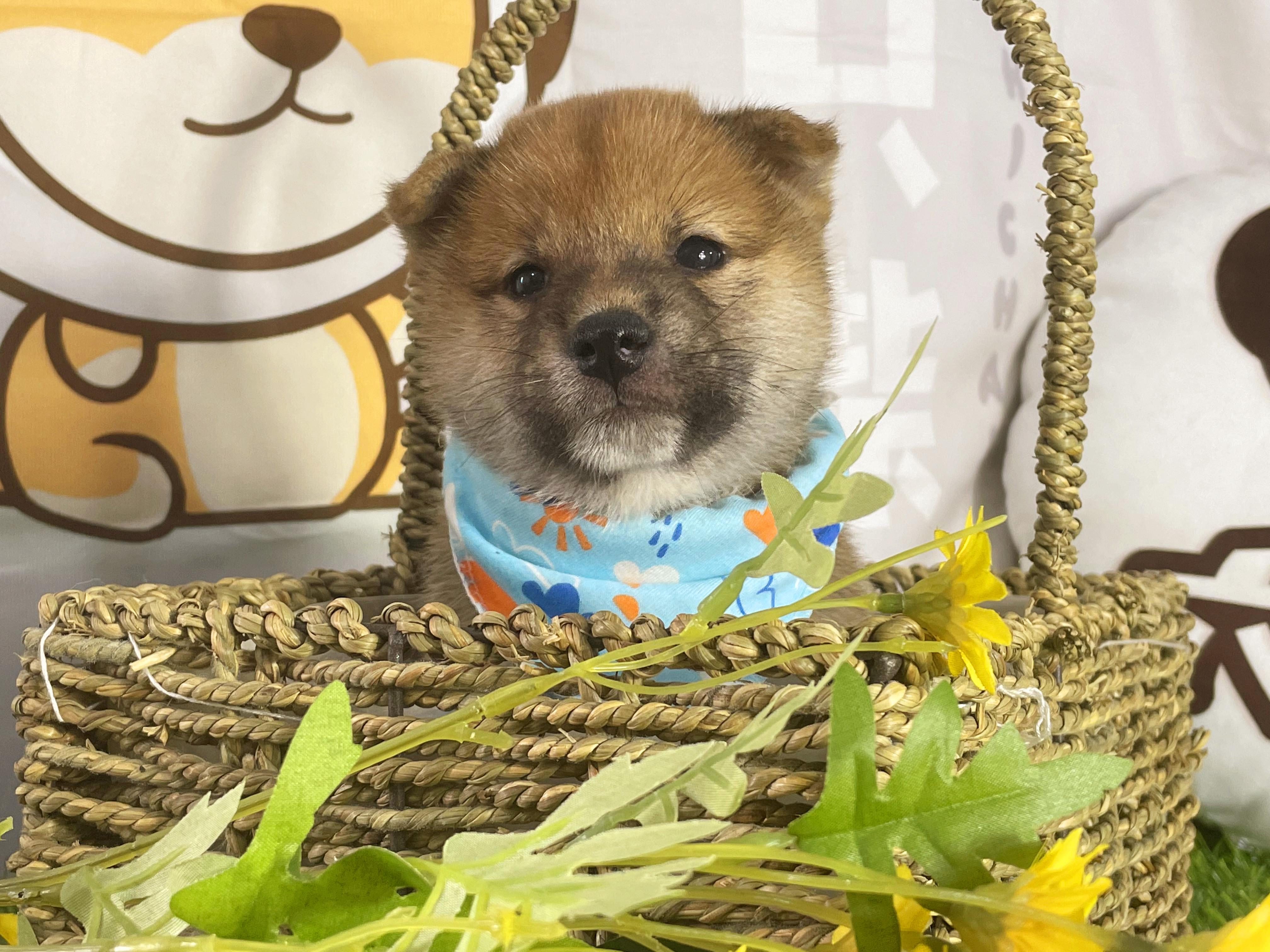 柴犬的智商在排行榜第几？柴犬天生聪明吗？ - 知乎