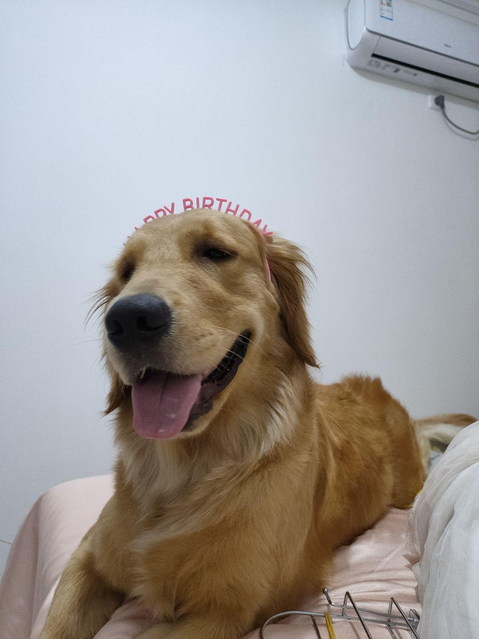 金毛一个月大的时候可以带他出去溜溜吗?