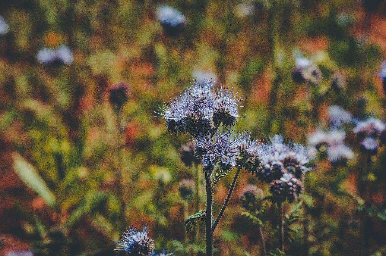 树叶有白点怎么办