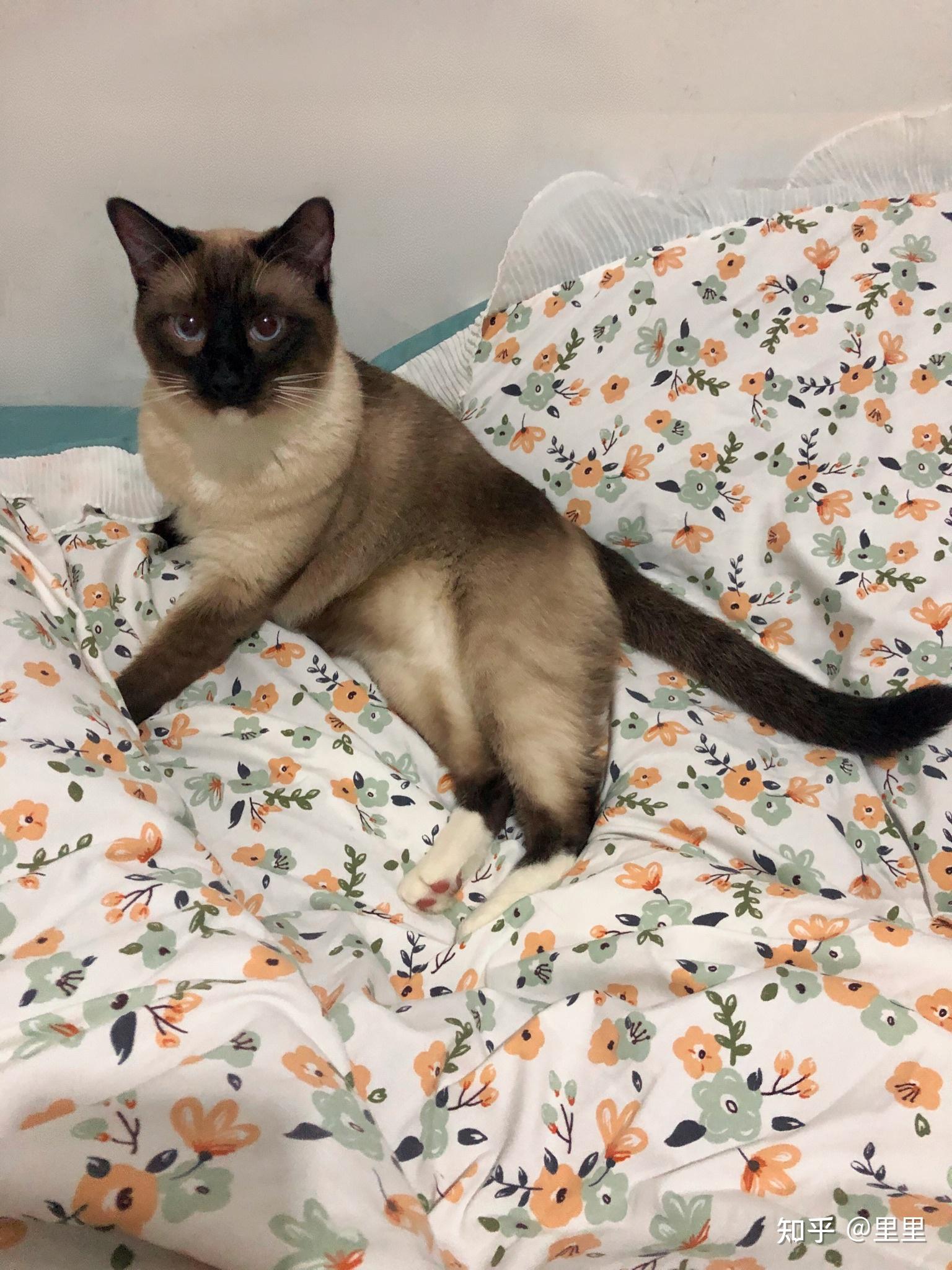 布偶猫和暹罗猫的串串什么样的? - 知乎