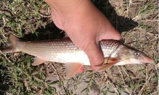 黄河铜鱼现身宁夏吴忠,喝酒的古人都喜欢,网友:我真没有看见过