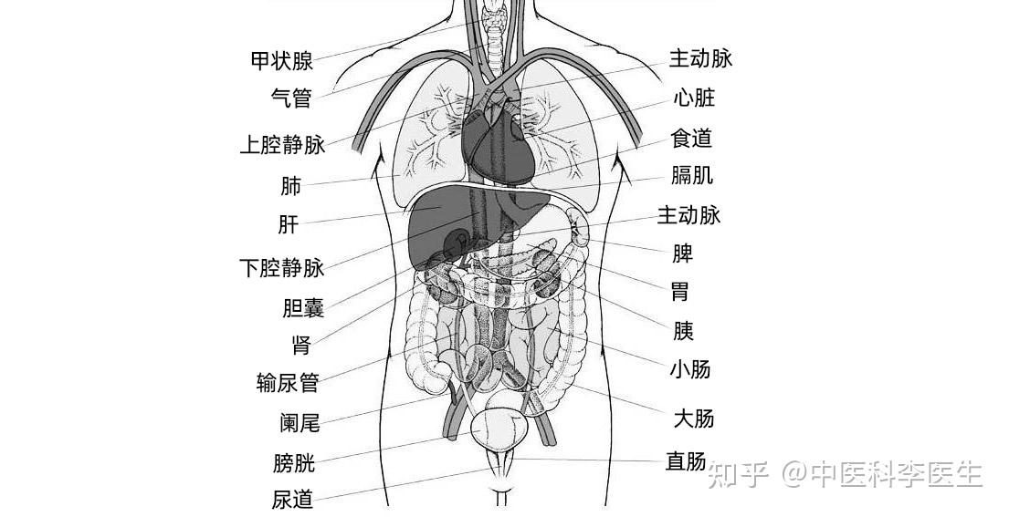 腎臟在哪個部位有哪些功能