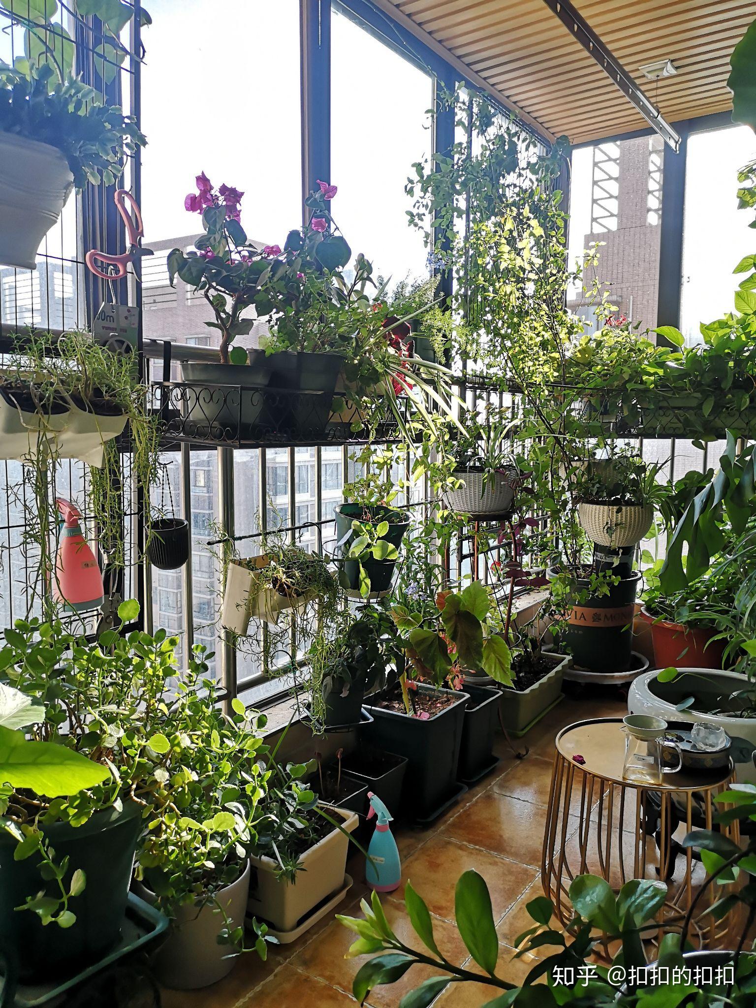室内阳台花卉图片 – 设计本装修效果图
