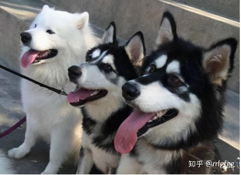 人称“雪橇三傻”的3种狗，你了解它们吗？ - 知乎