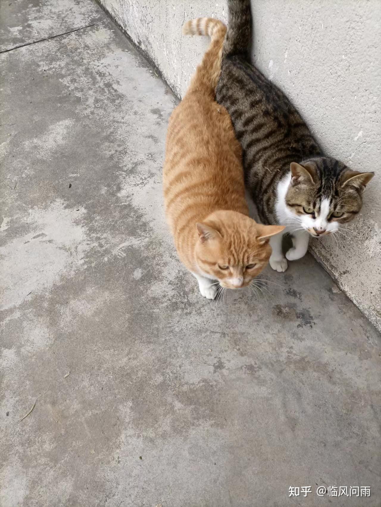 大橘和狸花是一个品种的猫吗? - 知乎