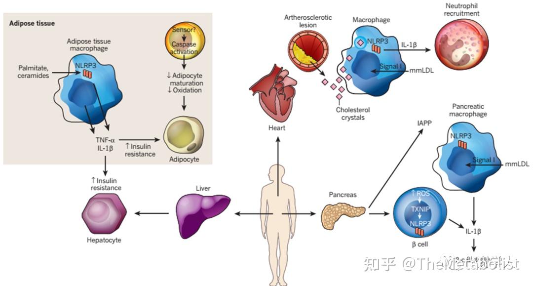 代谢学人--Nature Metabolism:寒冷抗炎新机制 - 知乎