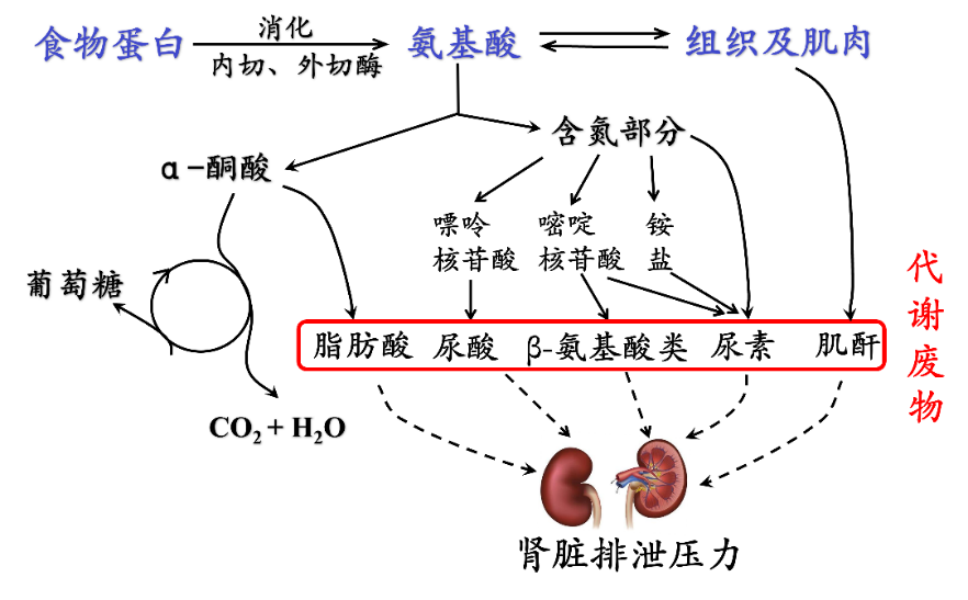 蛋白质代谢过程示意图图片