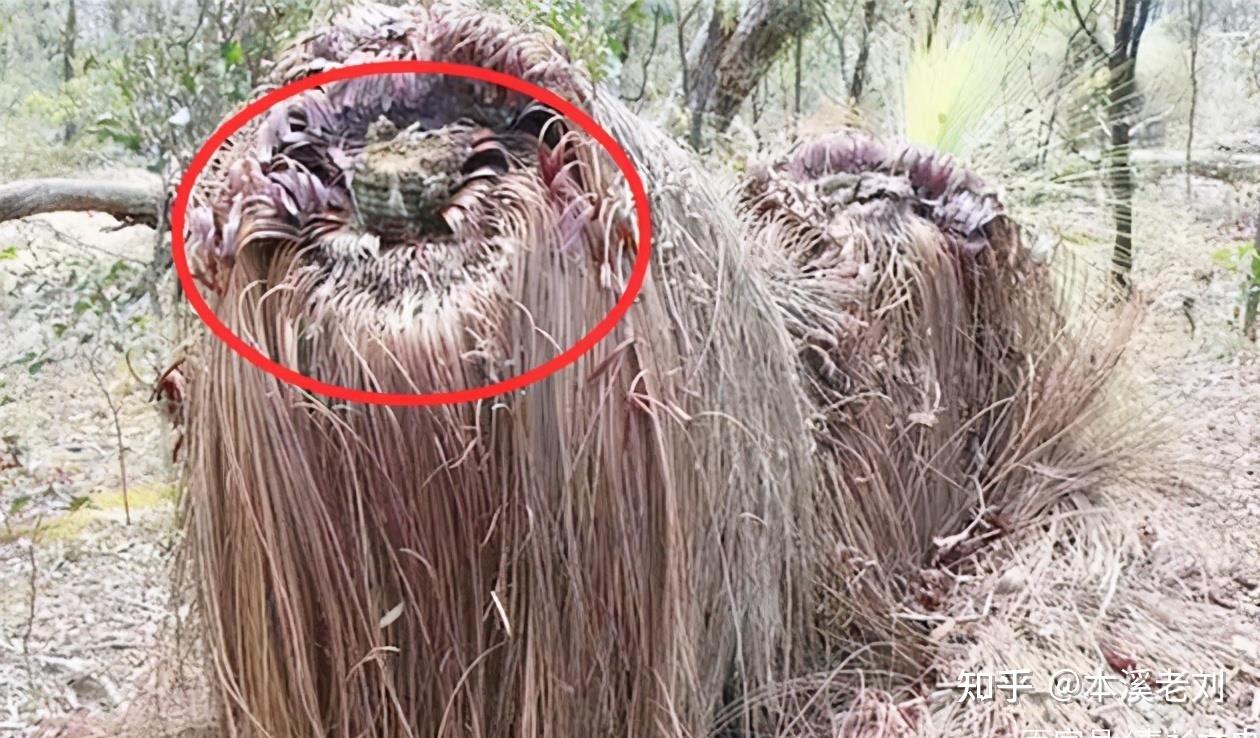 原创 神奇植物“食羊树”，能自己抓羊吃，当地人一发现就会将其烧毁 - 知乎