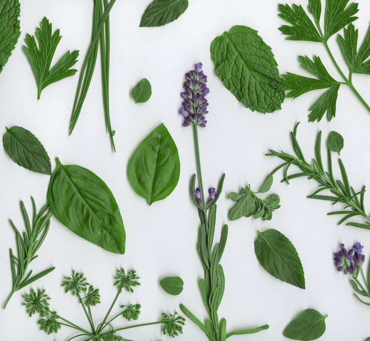 3. 老枝修剪要点