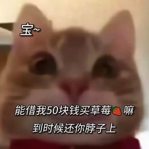 有哪些猫咪搞笑表情包值得分享