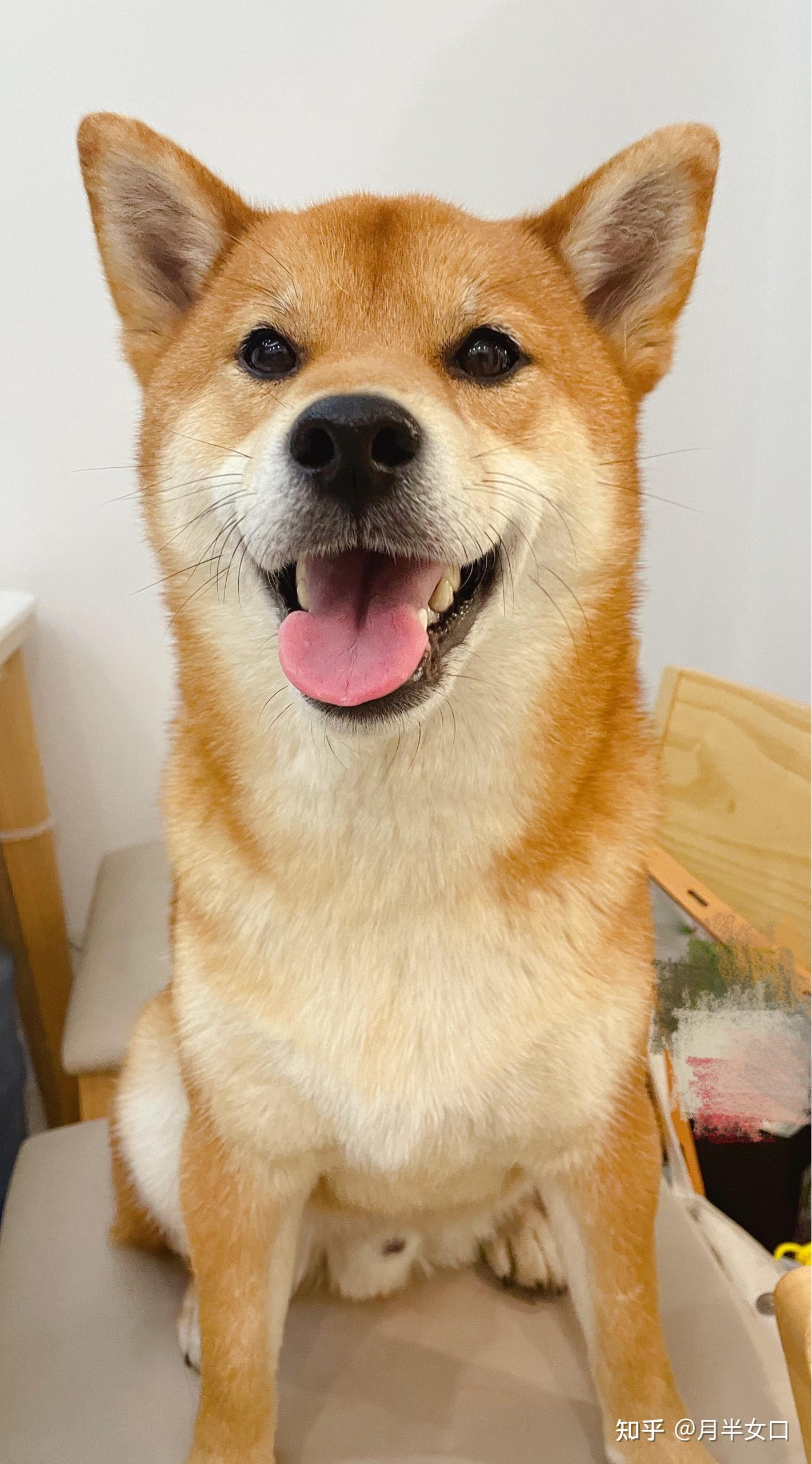 柴犬快七个月12斤体型小吸收不好瘦求解怎么办呢