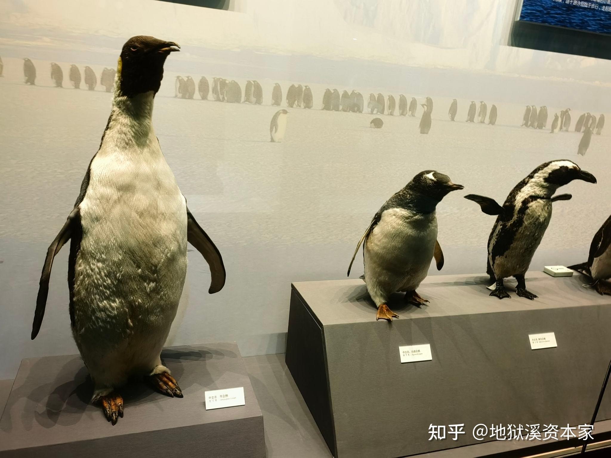 有哪些动物拥有蹼足? - 知乎