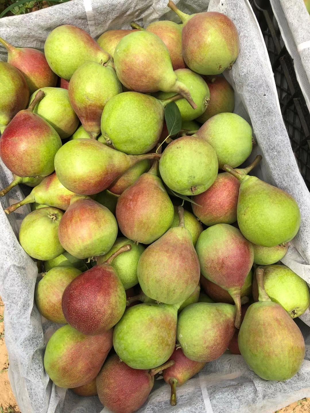 那个地区的梨比较好吃