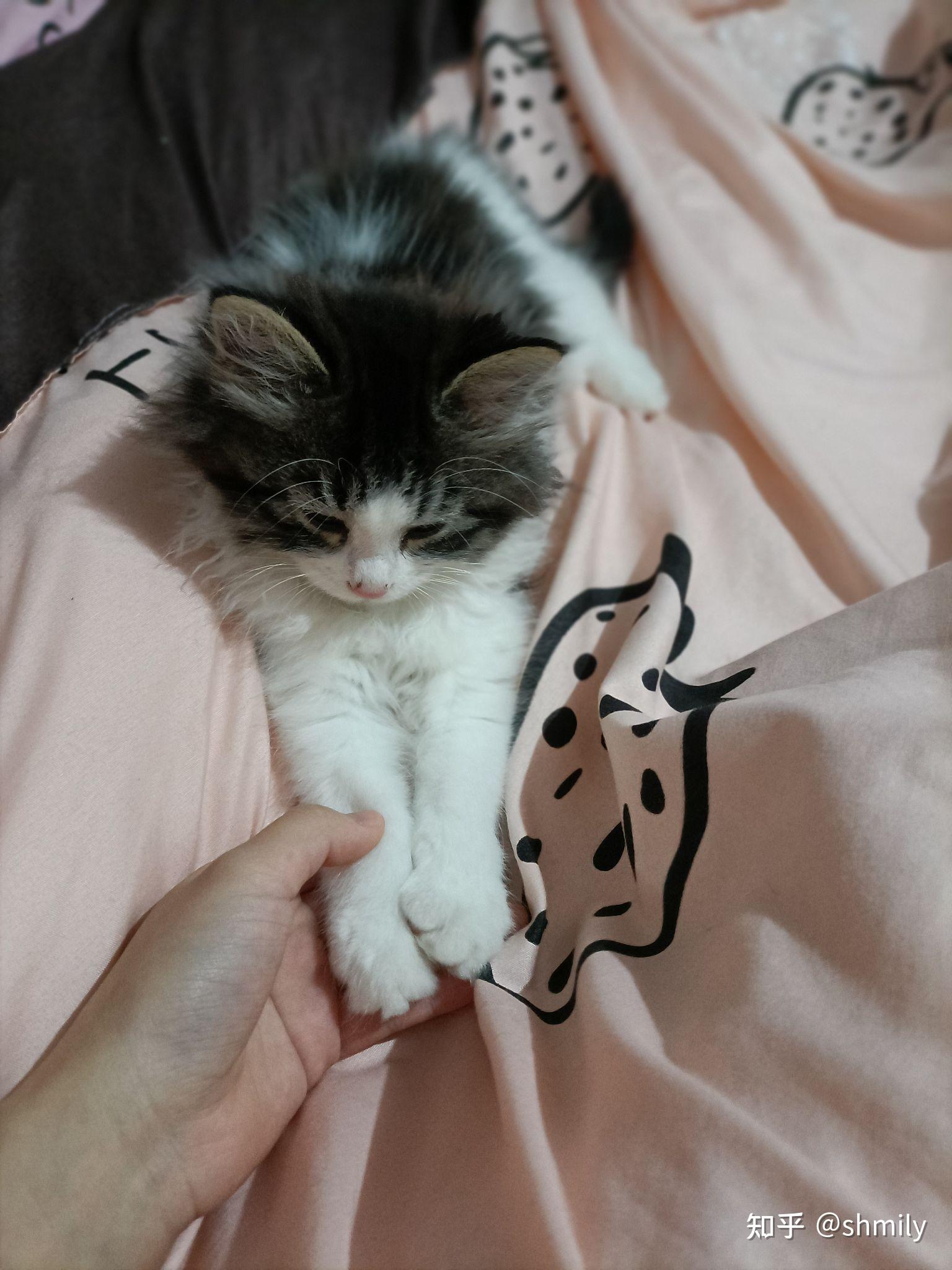 布偶和蓝白英短串出来长大什么样