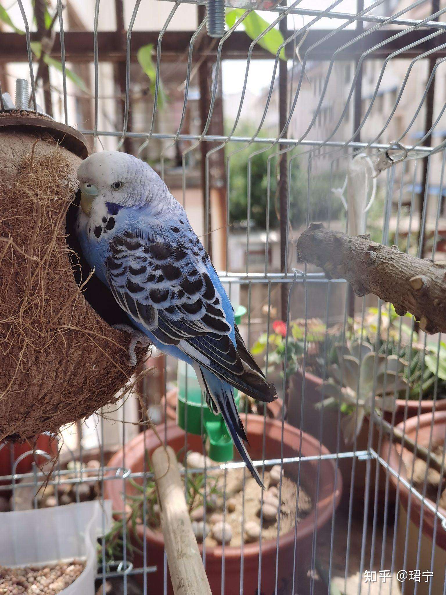 你有哪些养鹦鹉的小故事可以分享