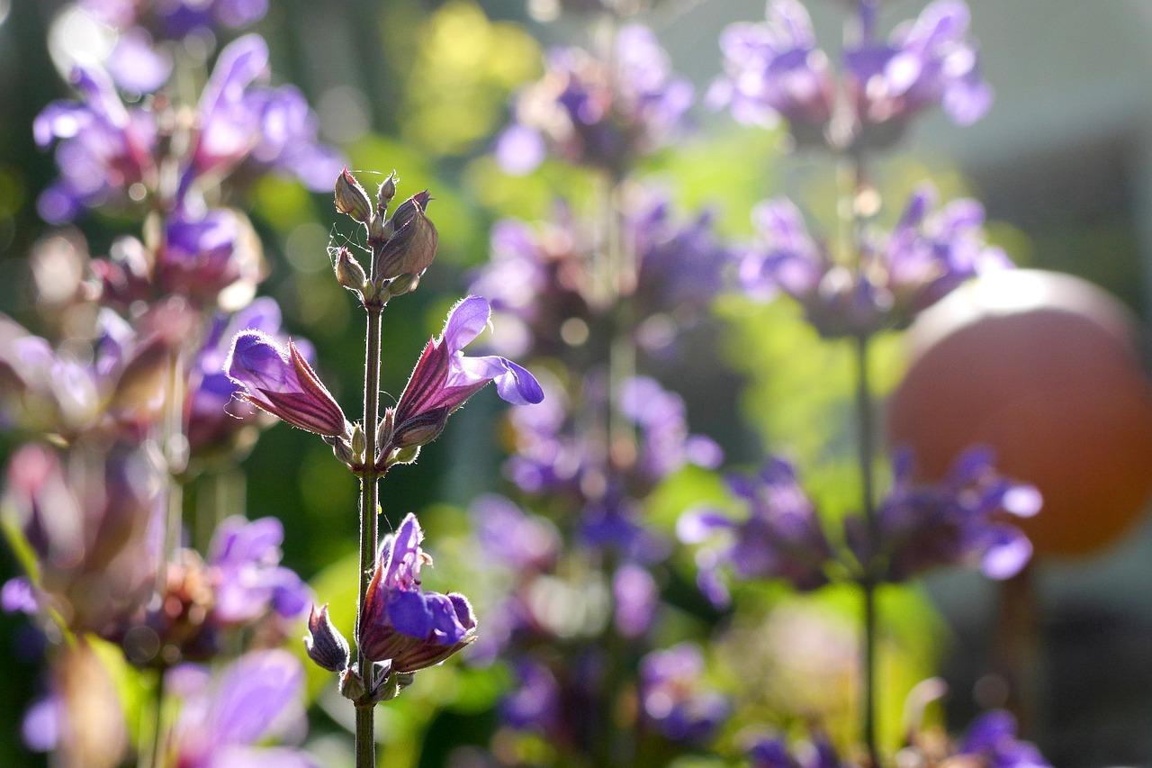 光线花园怎么加盟