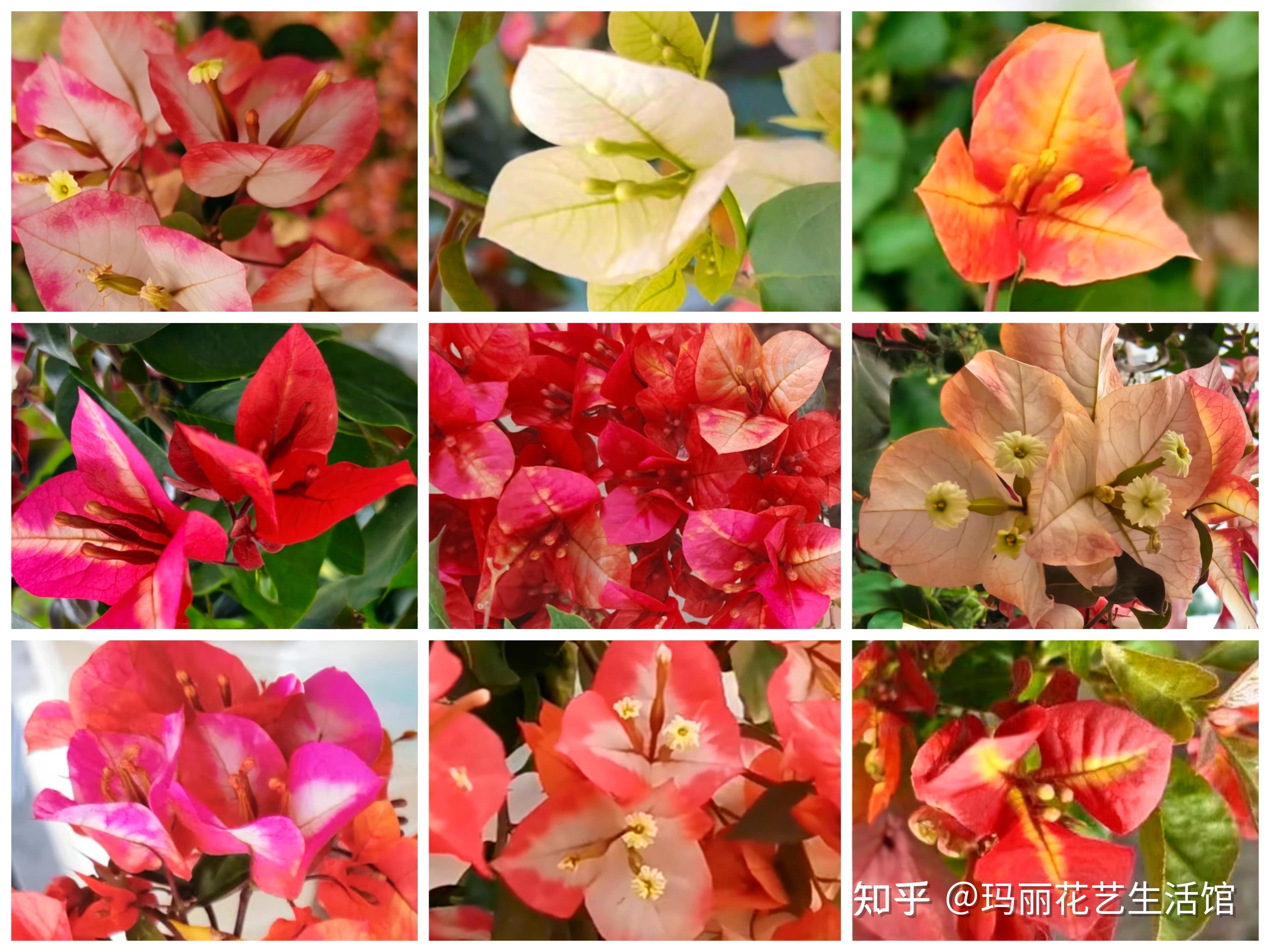 三角梅飞鸟与飞鱼勤花吗? - 知乎