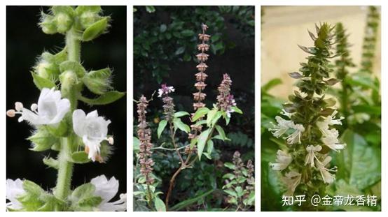 香精与香料(127)—罗勒 - 知乎