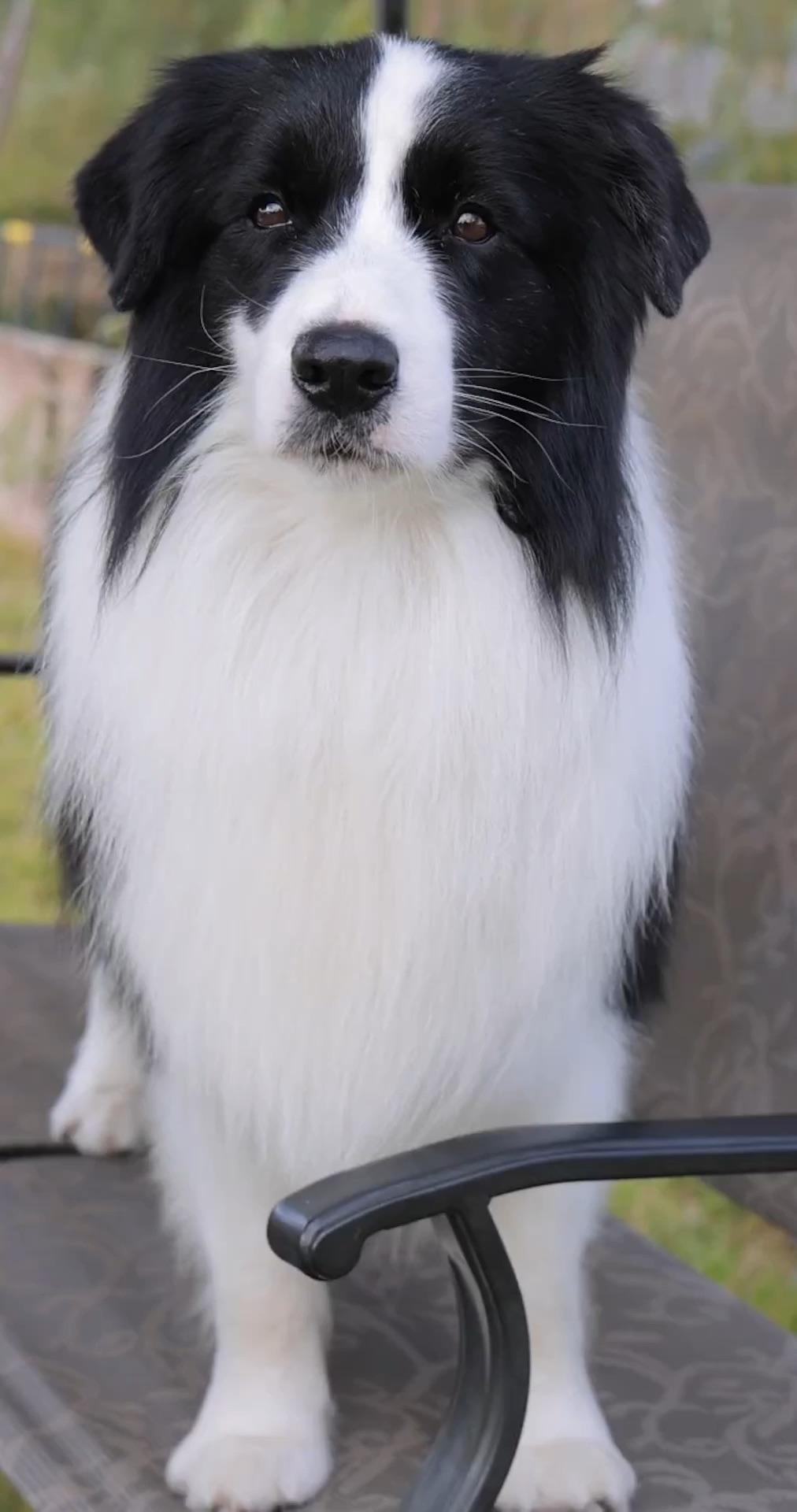 陨石边牧好还是黑白边牧好? - 知乎