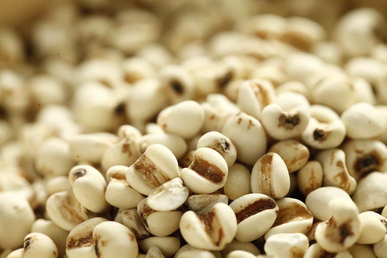 如何辨别芡实好坏