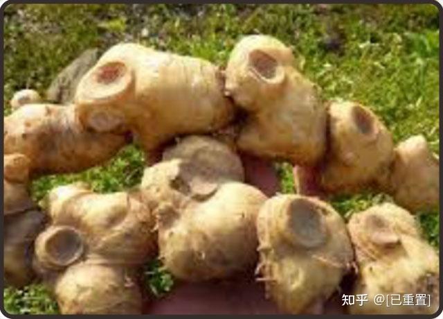 黄精的功效与副作用 - 知乎