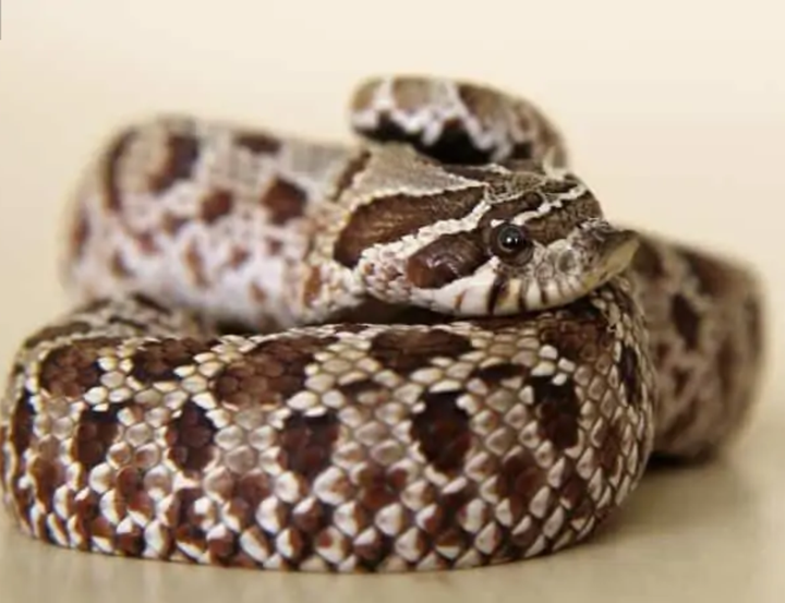 蜥蜴和蛇的隐孢子虫病