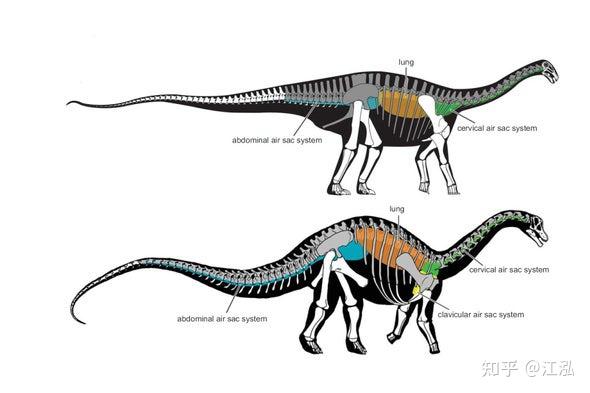 恐龙的体型为什么那么大