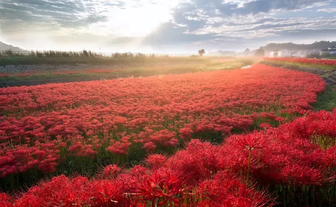 彼岸花或类似彼岸花故事
