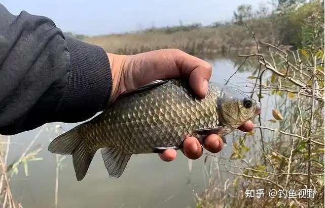 夏季钓鲫鱼不开口?试试这些方法! - 知乎