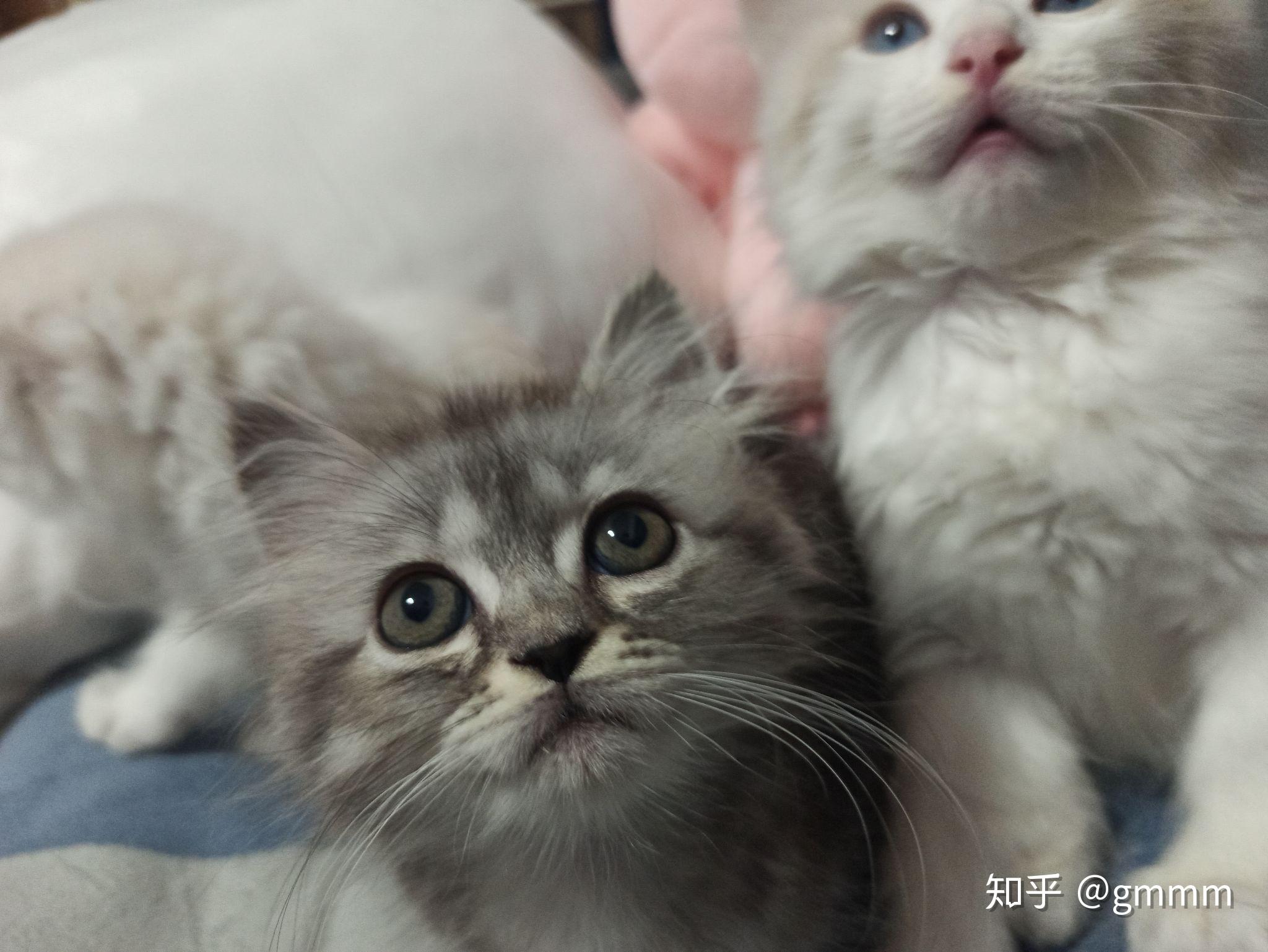 能不能给我看一下美短和金吉拉的串是什么样子的呀? - 知乎