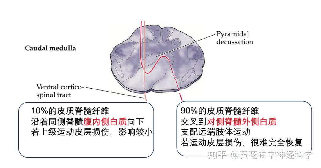 上运动神经元的结构与功能 |BICCN大脑细胞图谱计划 - 知乎