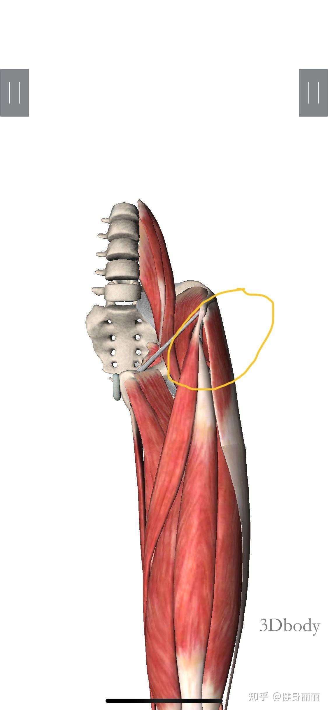 深蹲股四头肌起点卡压疼该怎么办