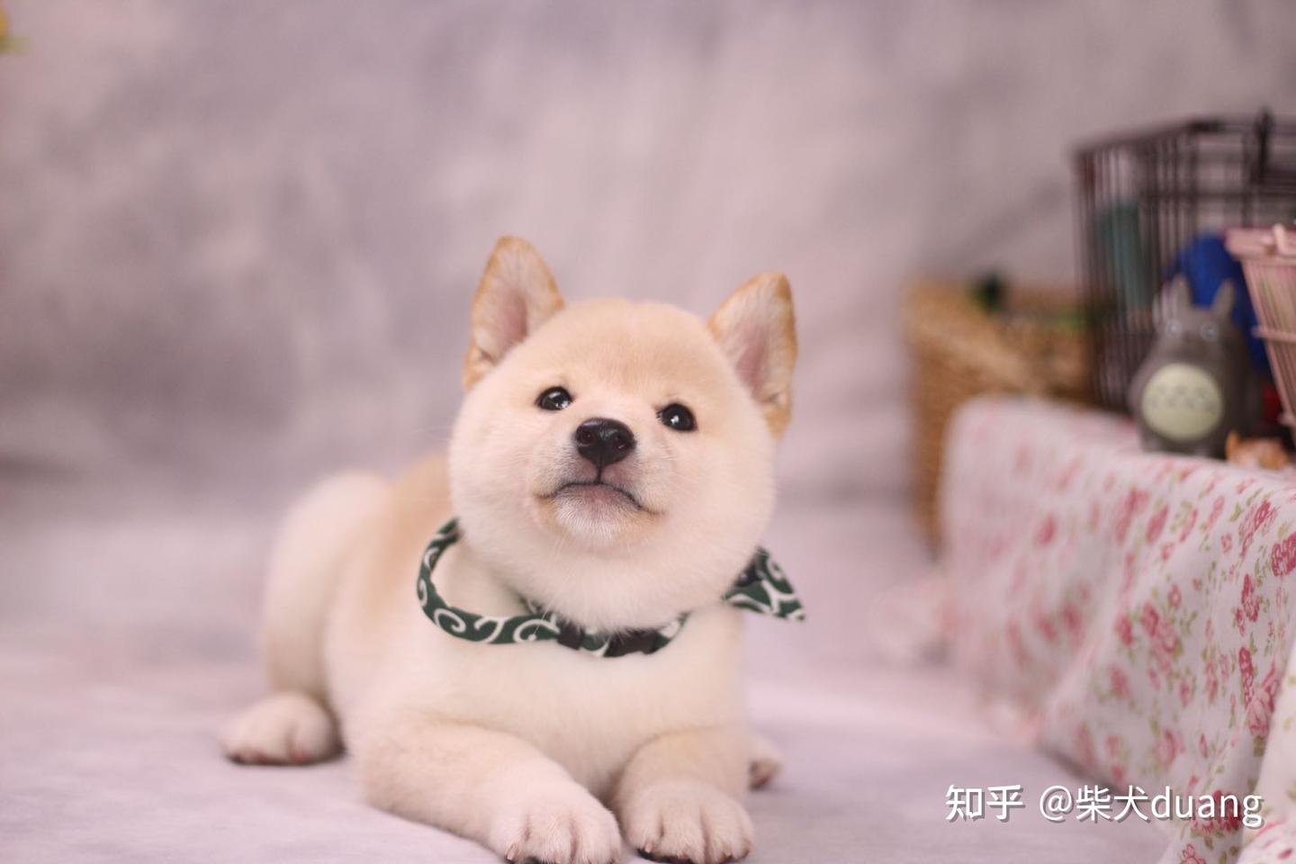 想养柴犬，柴犬的价格多少是正常的？ - 知乎