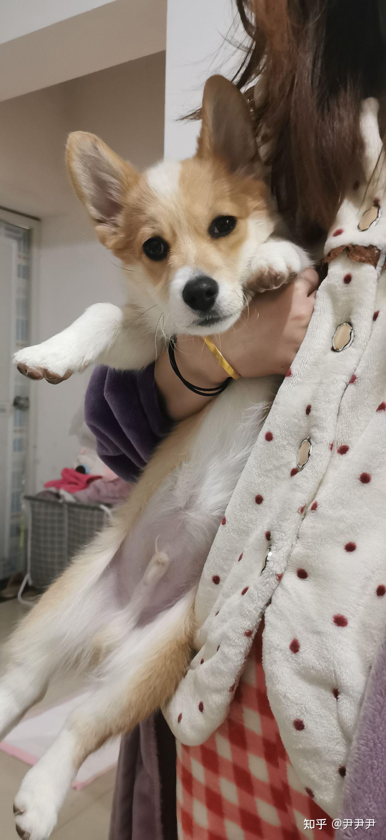 买的柯基,养了两个月本来白毛的地方慢慢变黄了,请问柯基的毛色本来