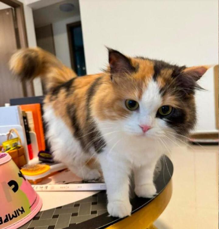 为什么说三花猫是猫界女神？猫界“刘亦菲”是否属实？ - 知乎