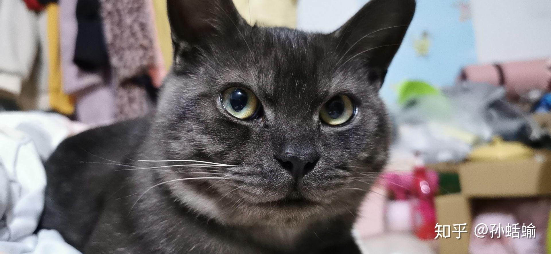 这只喵是烟色美短吗