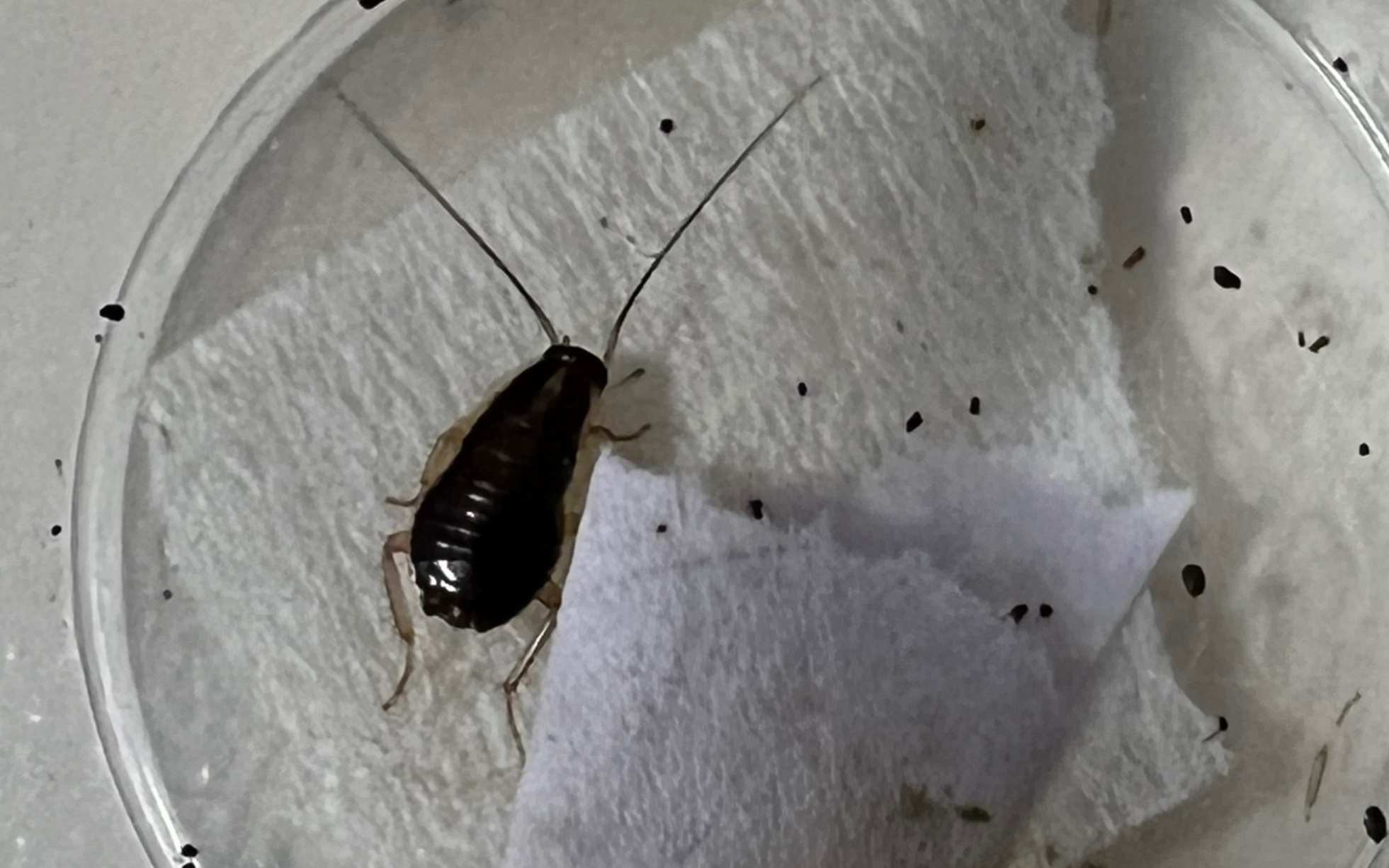 卫生间发现的虫子 是德国小蠊幼虫吗?