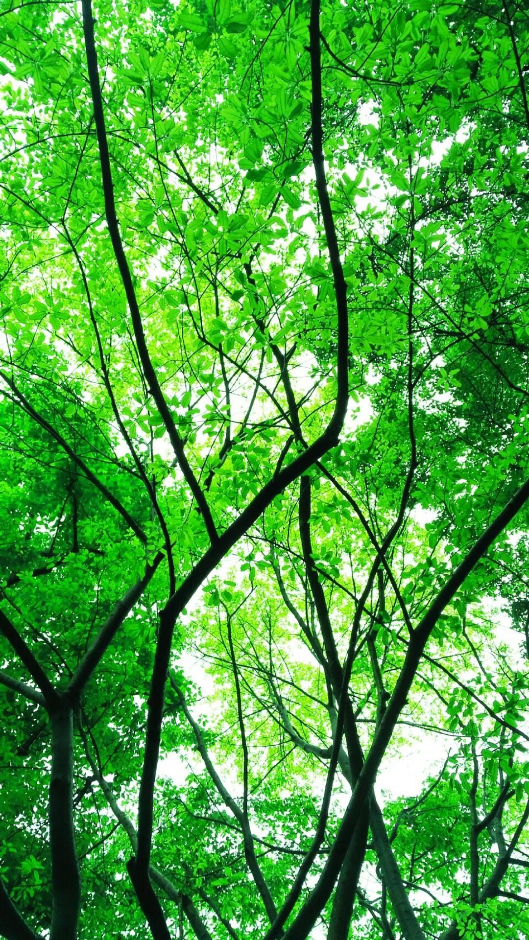 有哪些小清新类的风景壁纸? - 知乎