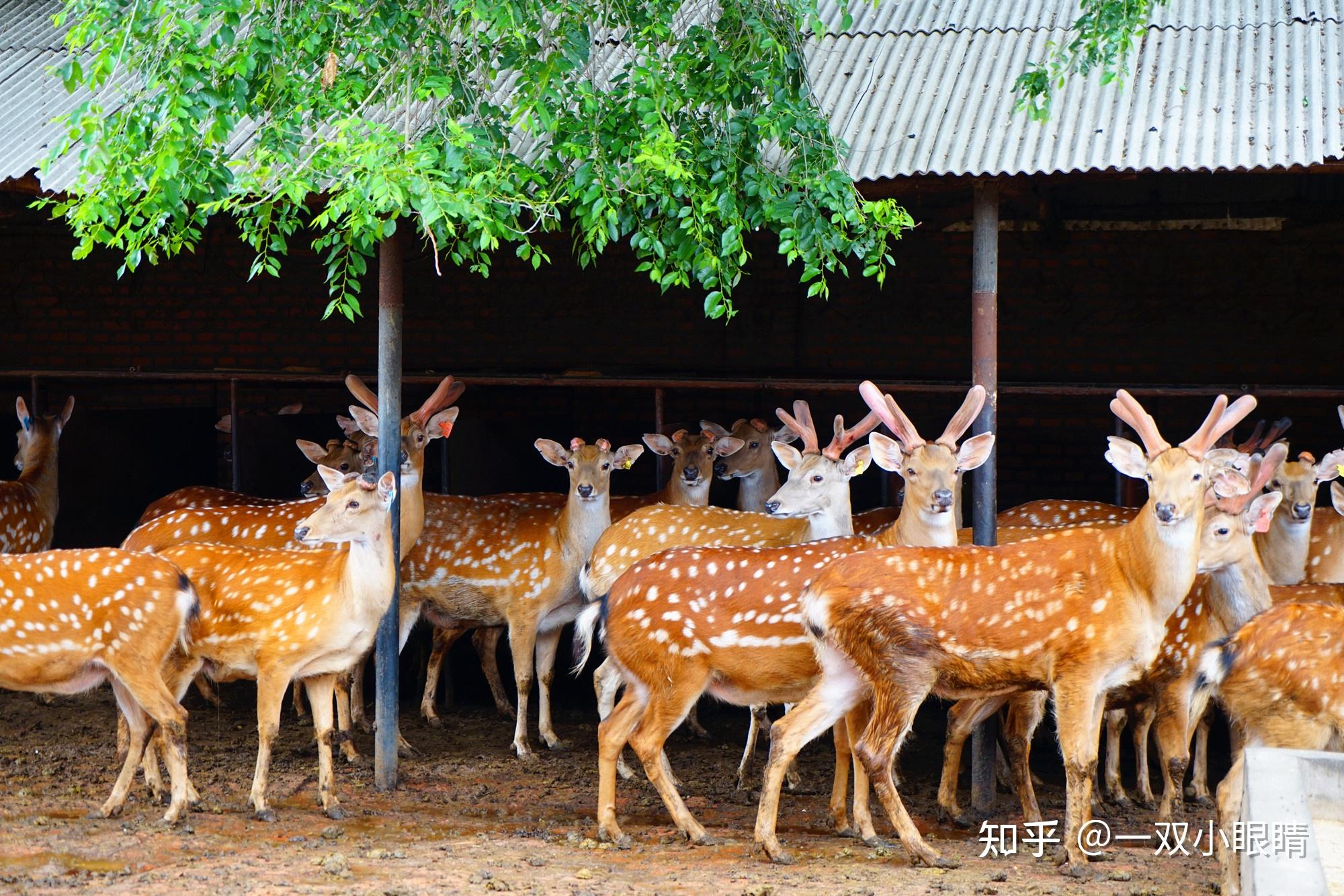 长春市双阳区「鹿乡」有哪些特色产品值得推荐?